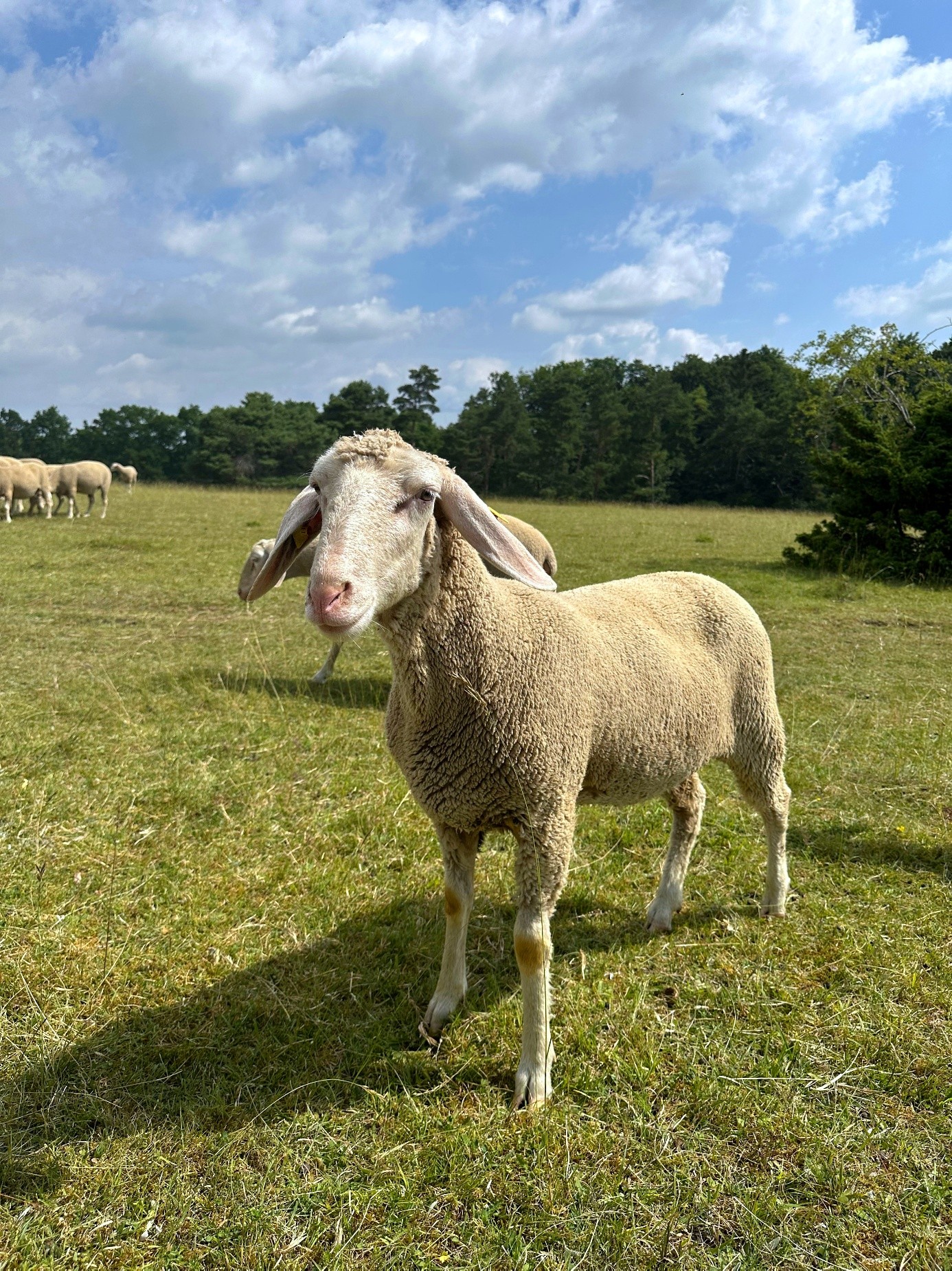 Schaf auf einer Wiese als Hinweis auf Freilandhaltung und Schafwolle aus Deutschland