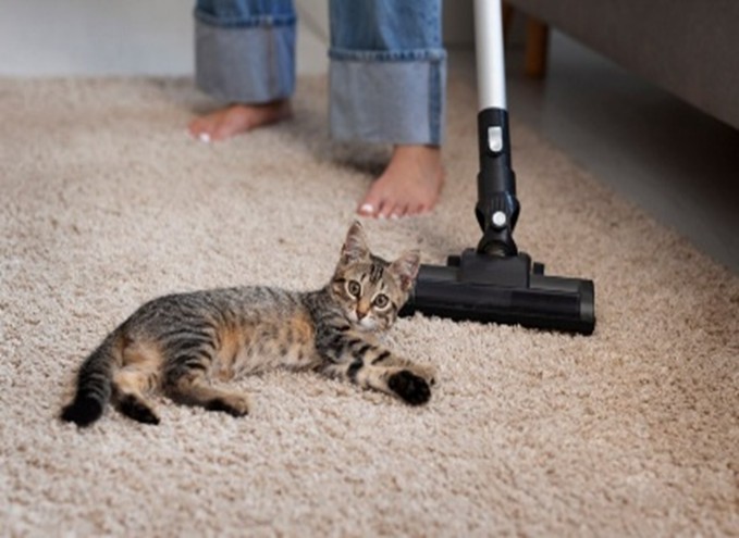 Teppich wird mit einem Staubsauger gereinigt, eine Katze liegt auf dem Teppich